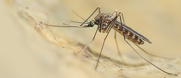zanzara wes nile disease